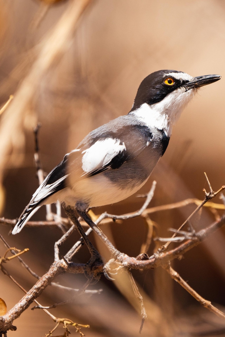 africa namibie