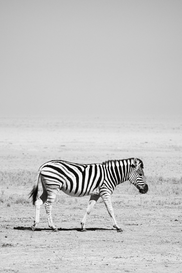 Zebra Namibia