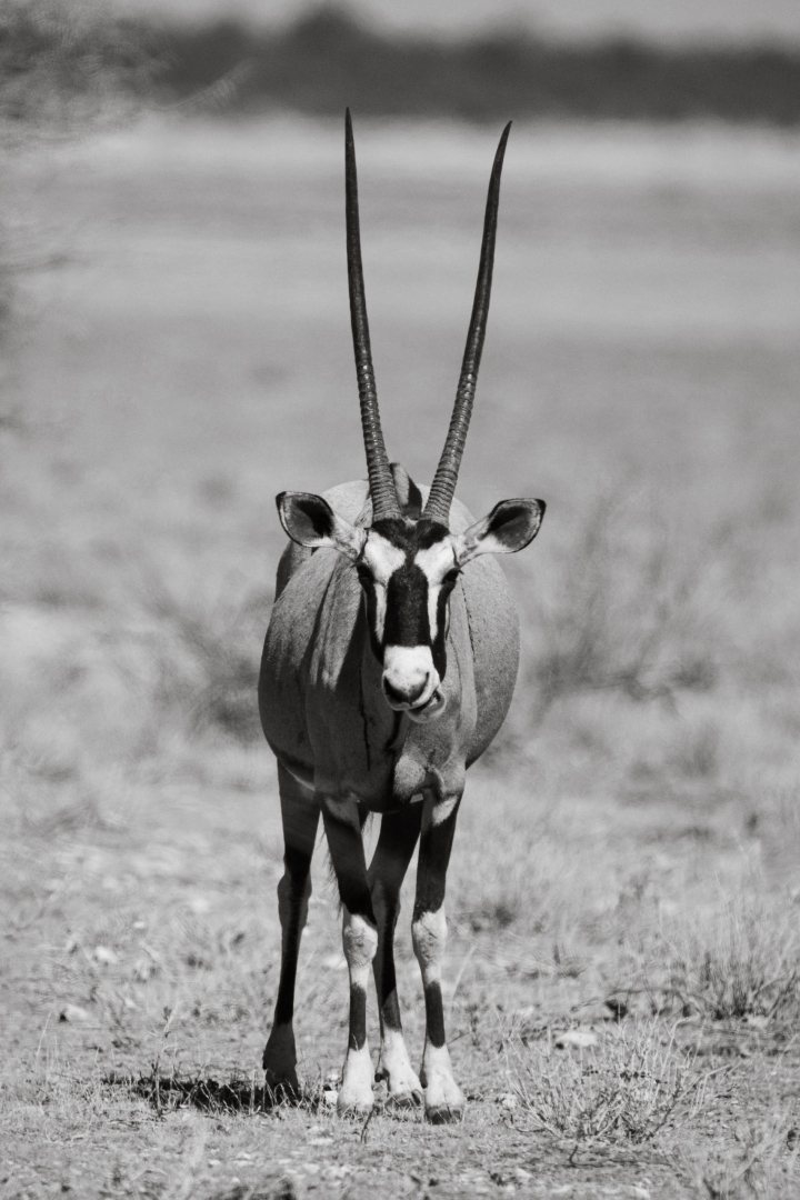 Orix nambia
