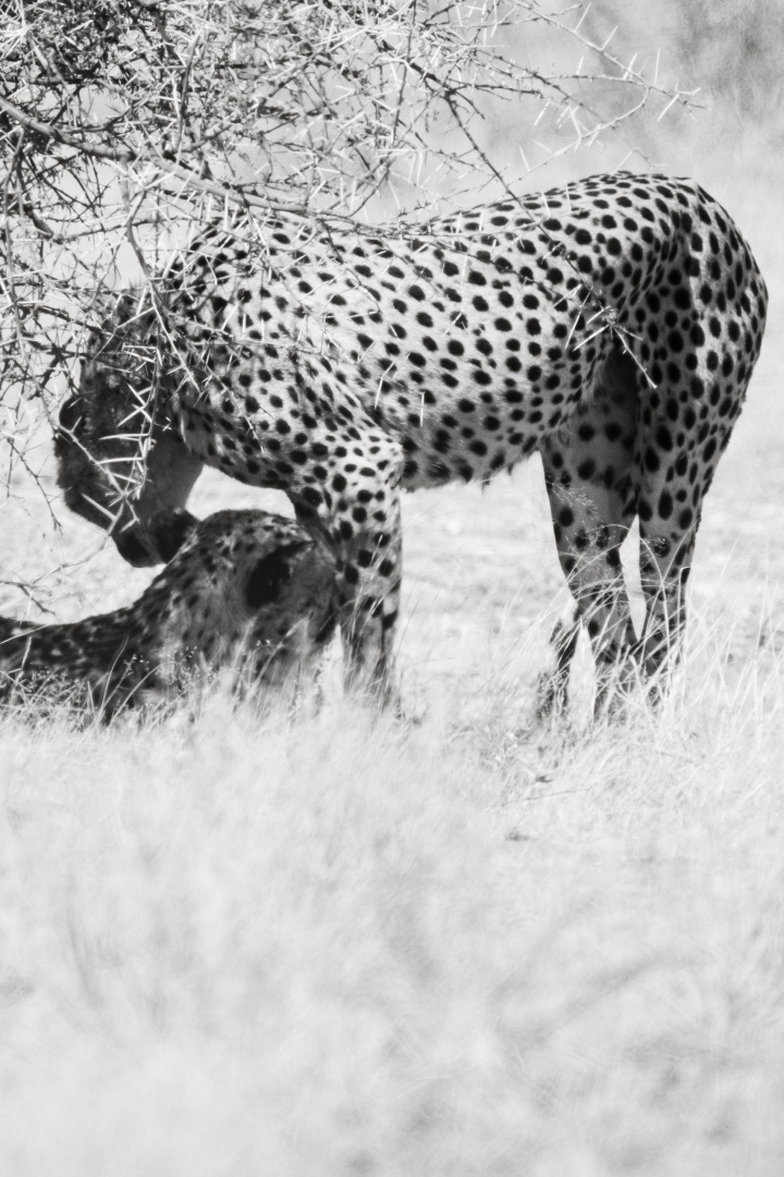 Guépard