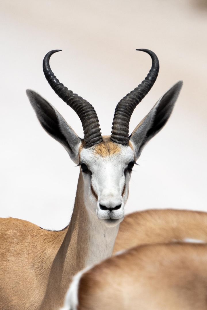 Springbock