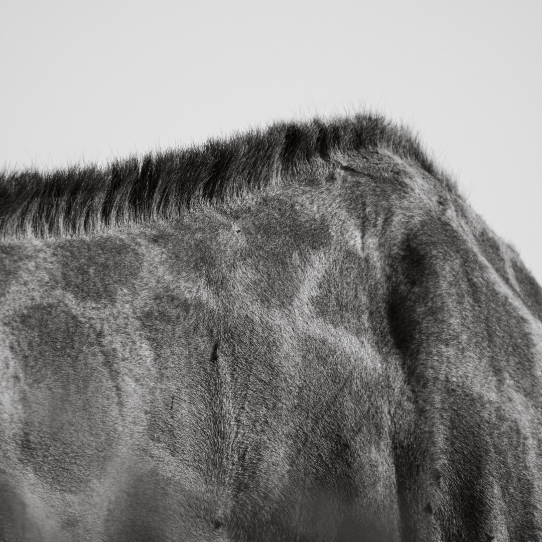 Giraf detail