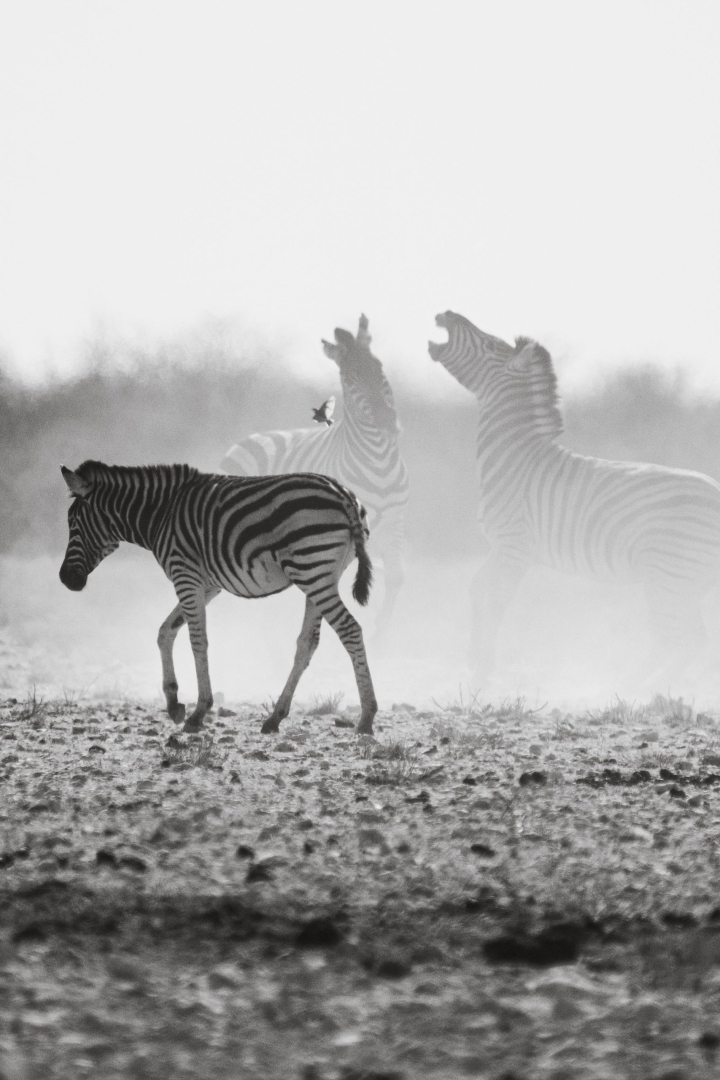 Zebra