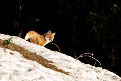 Renard_3