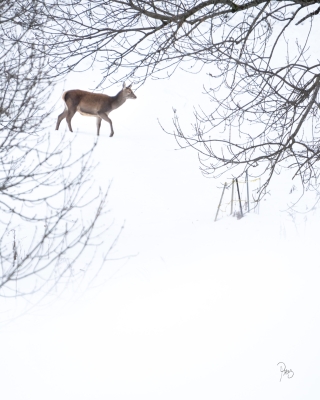 biche