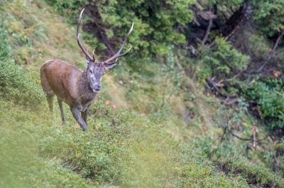 cerf-3