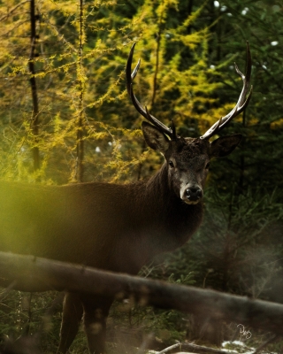 cerf-automne