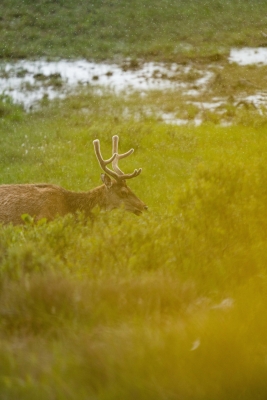 cerf