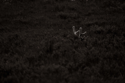cerf-valais-vincentpraz