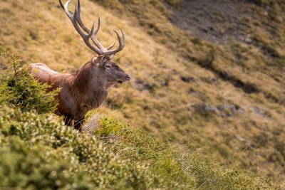 cerf_2