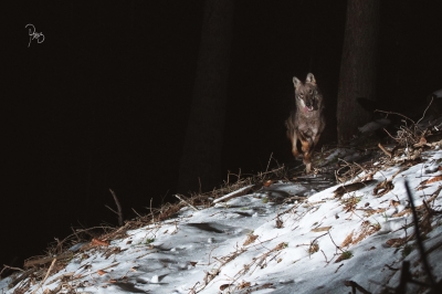 loup-valais