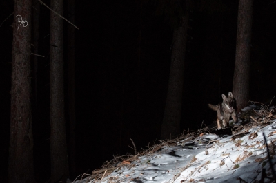 loup-valais.2