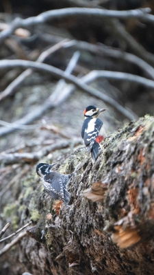 pic-épeiche