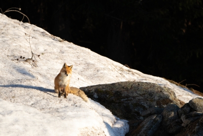 renard-2