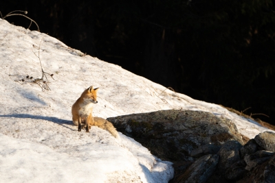 renard