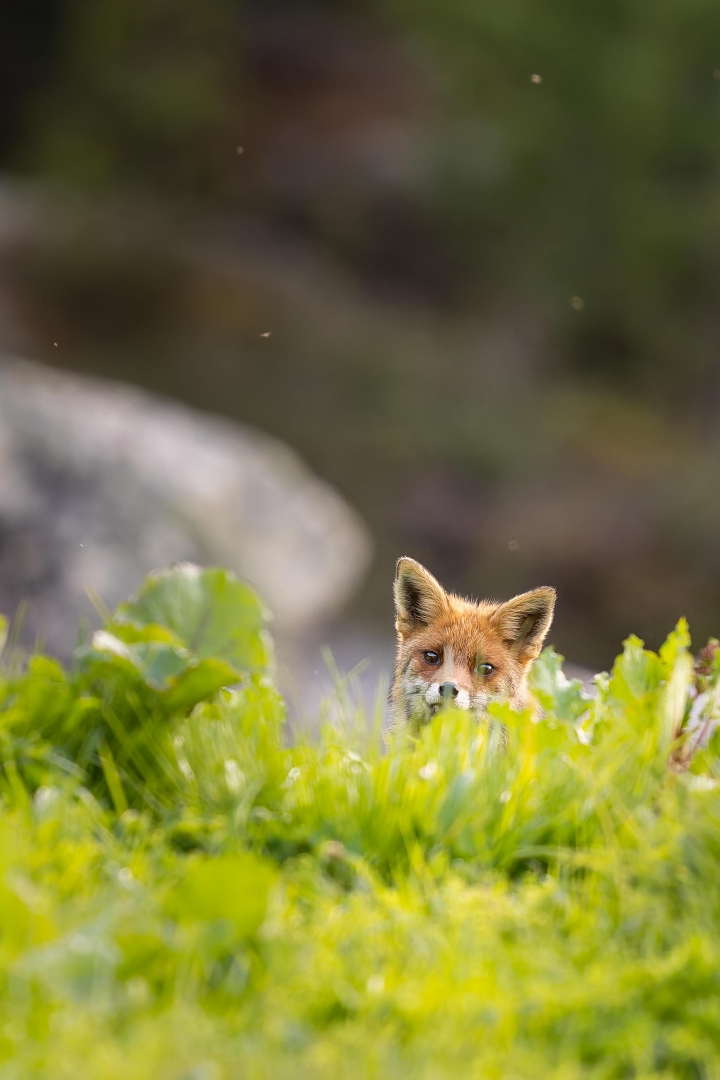 Renard roux au printemps