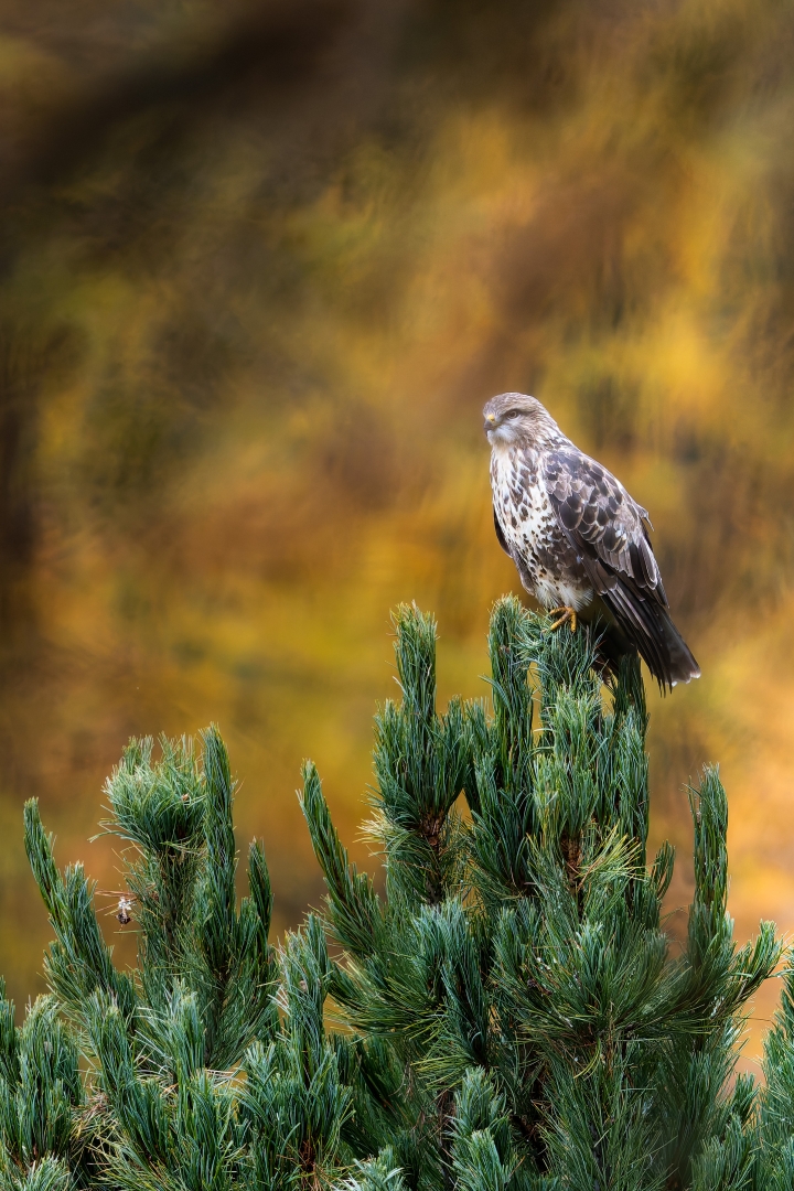 Buse variable