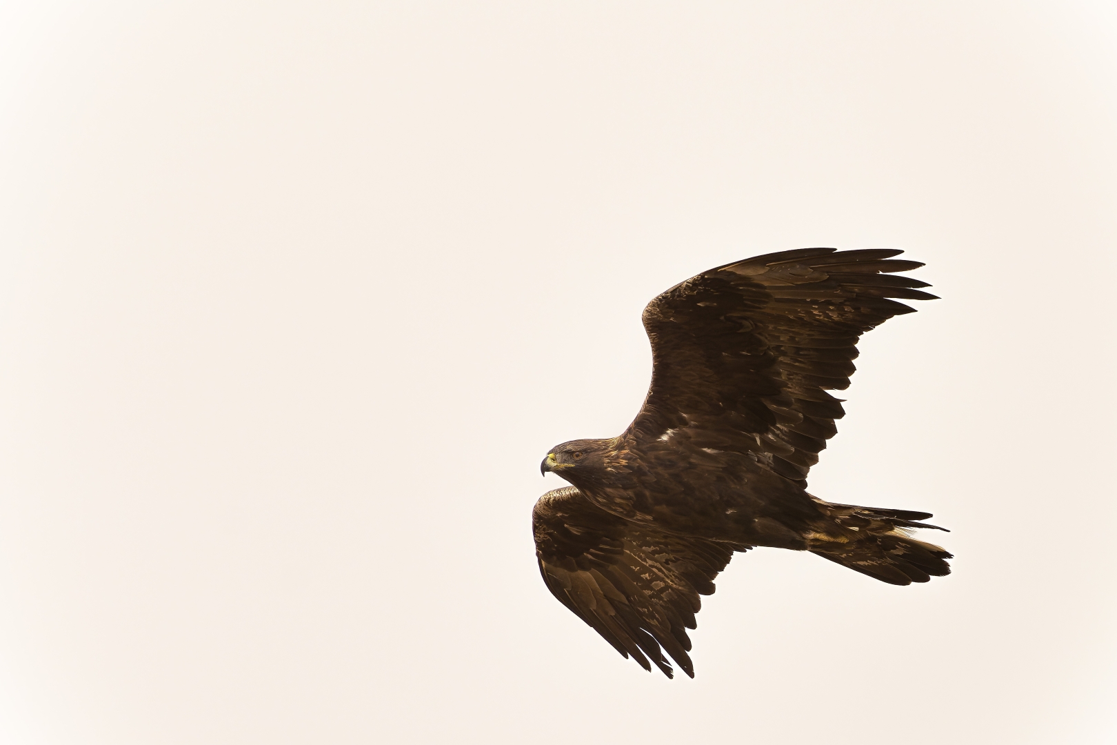Aigle royal
