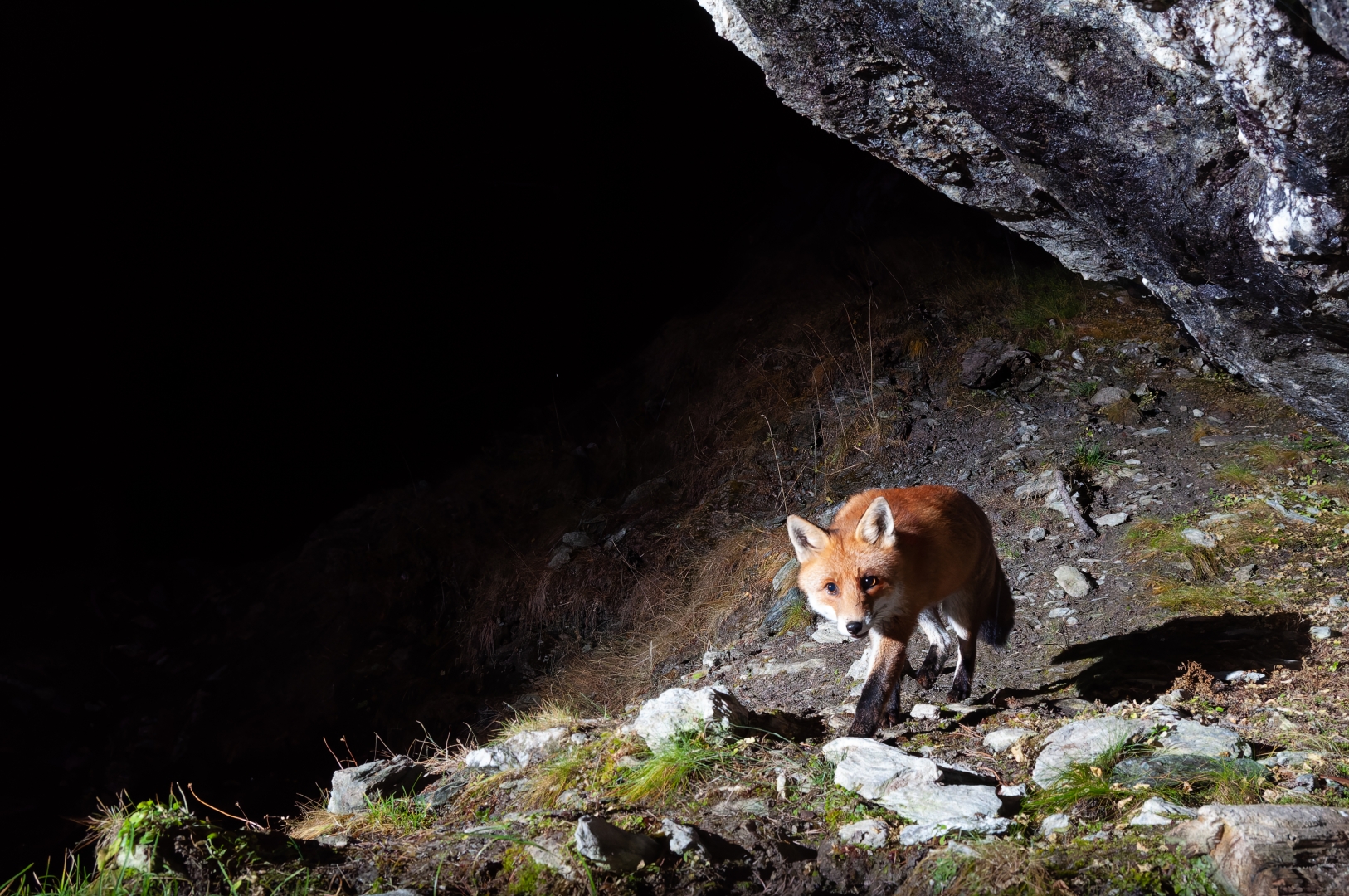 Renard roux en automne