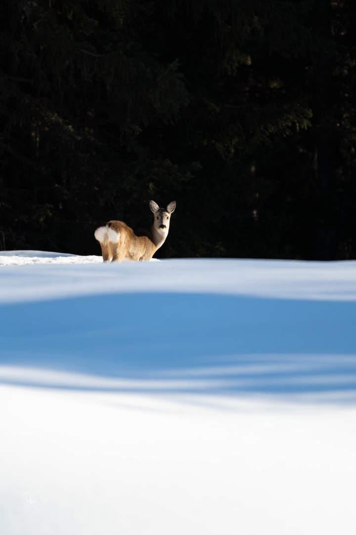 Chevrette neige 01