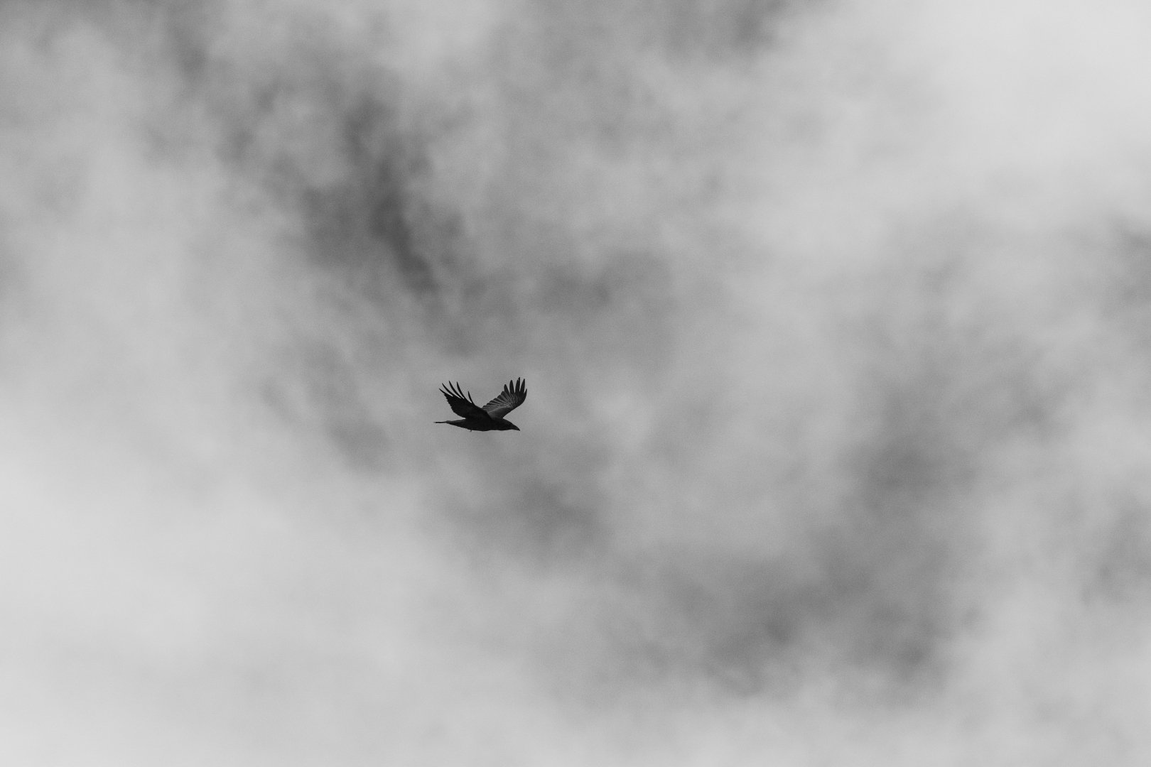 Grand corbeau dans le brouillard