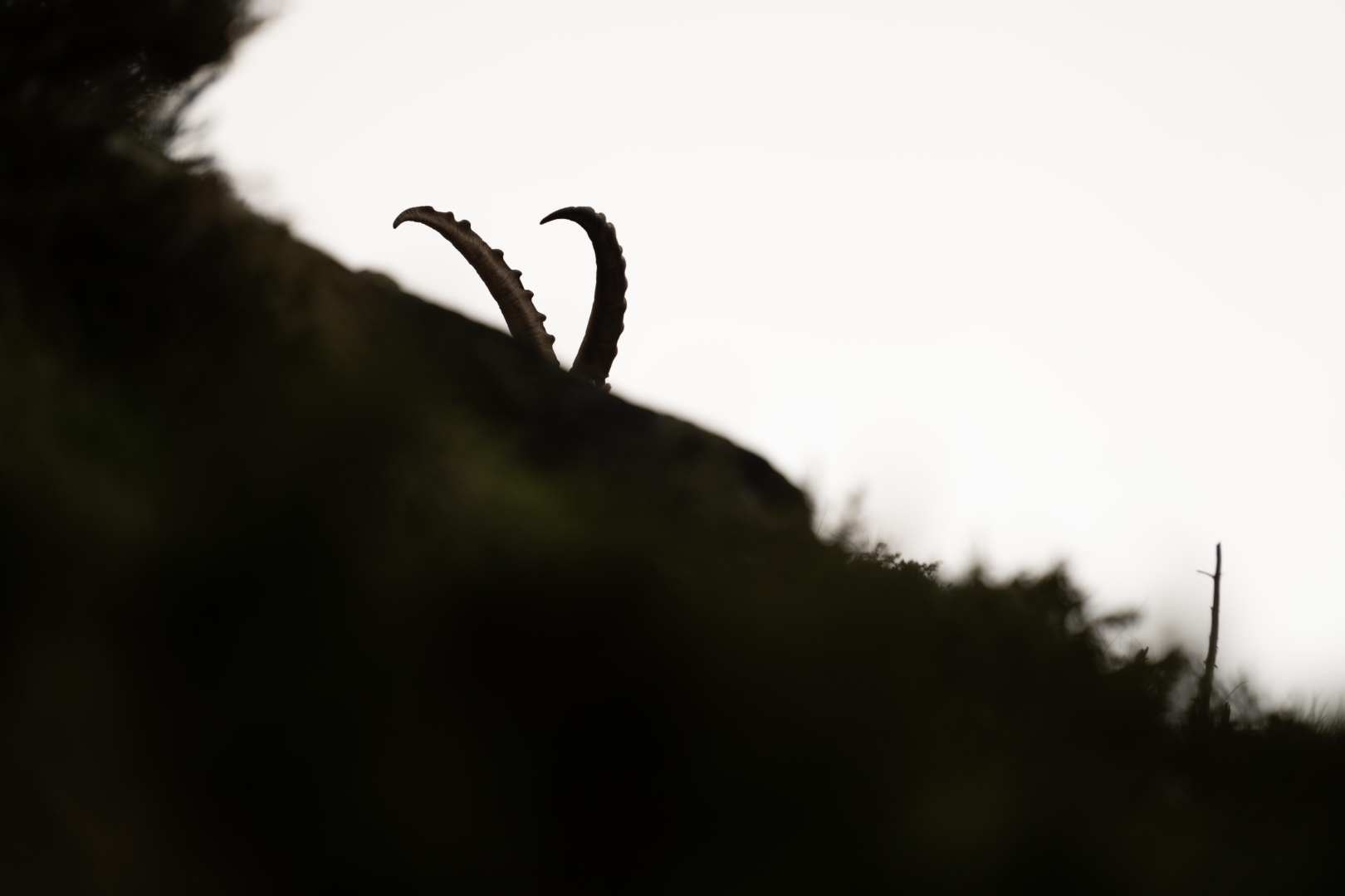 Silhouette d'un bouquetin des cimes