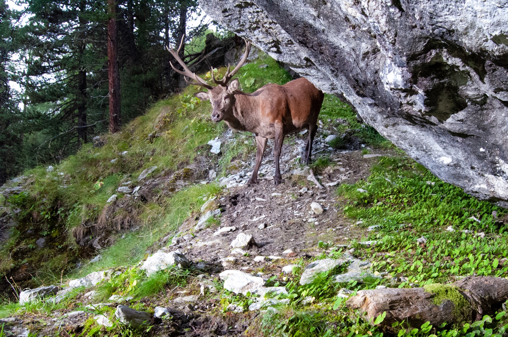Cerf durant le brame