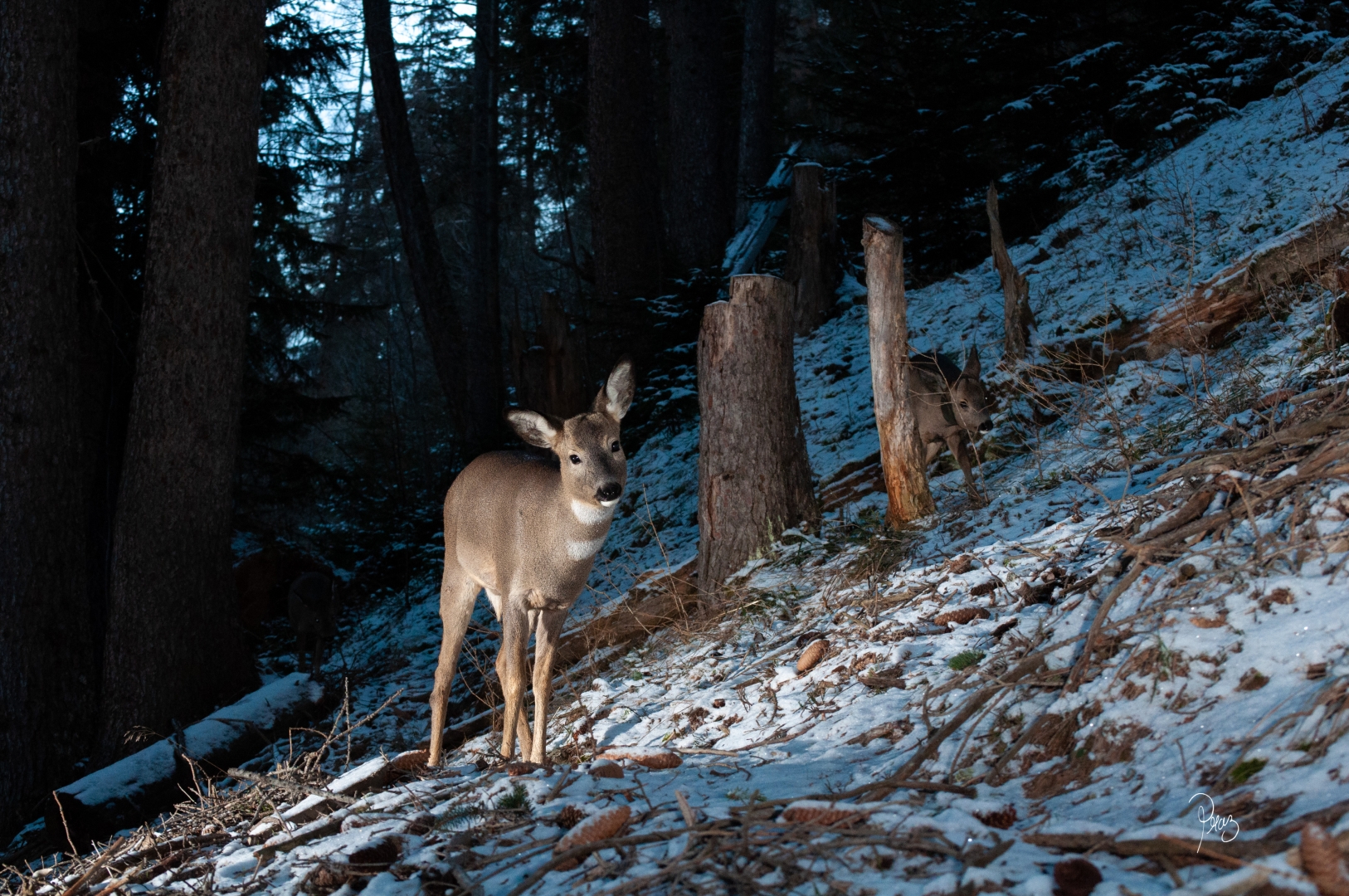 Un chevreuil en cache souvent un autre,