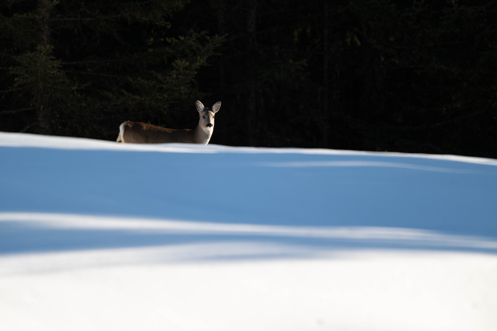 chevrette neige 02